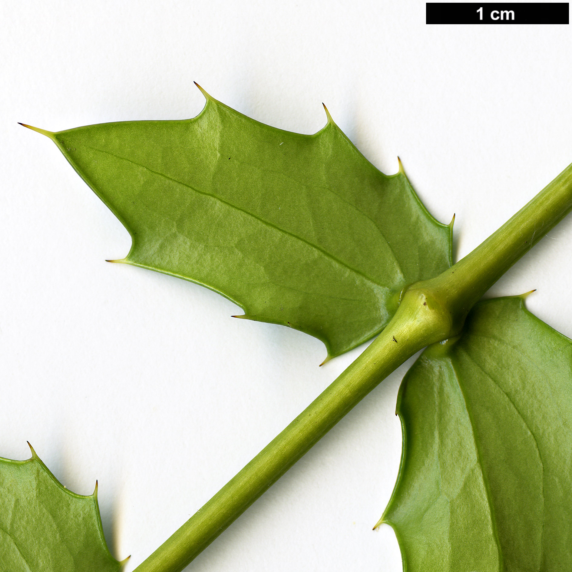 High resolution image: Family: Berberidaceae - Genus: Mahonia - Taxon: oiwakensis - SpeciesSub: subsp. lomariifolia var. tenuifoliola